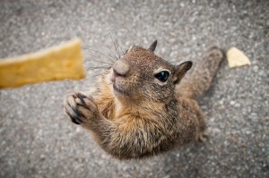 Begging squirrel